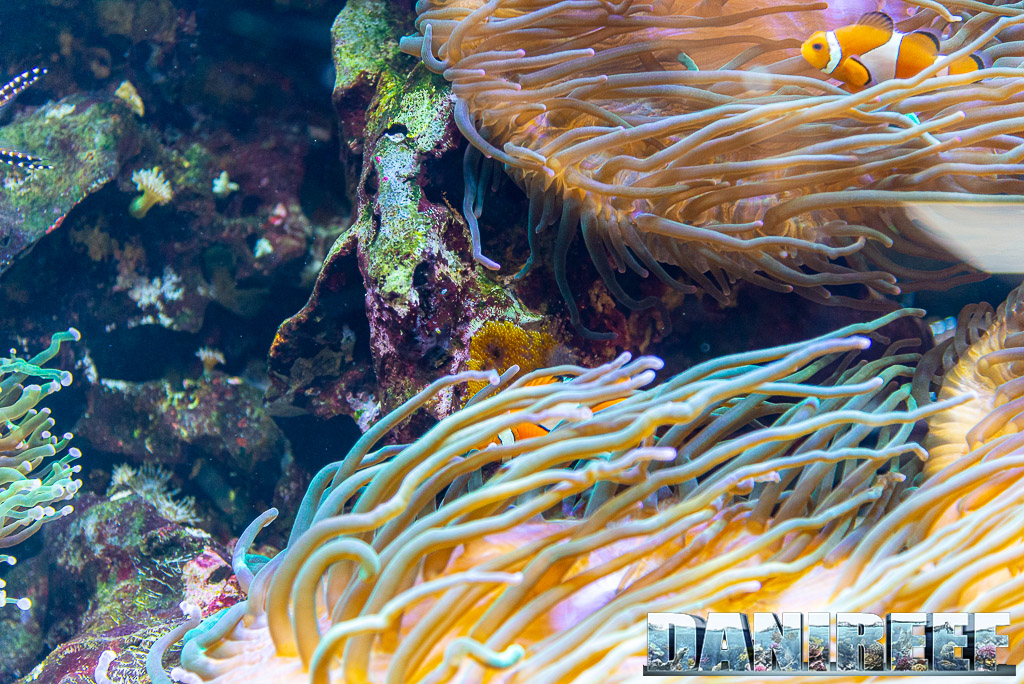 Uova di Amphiprion ocellaris