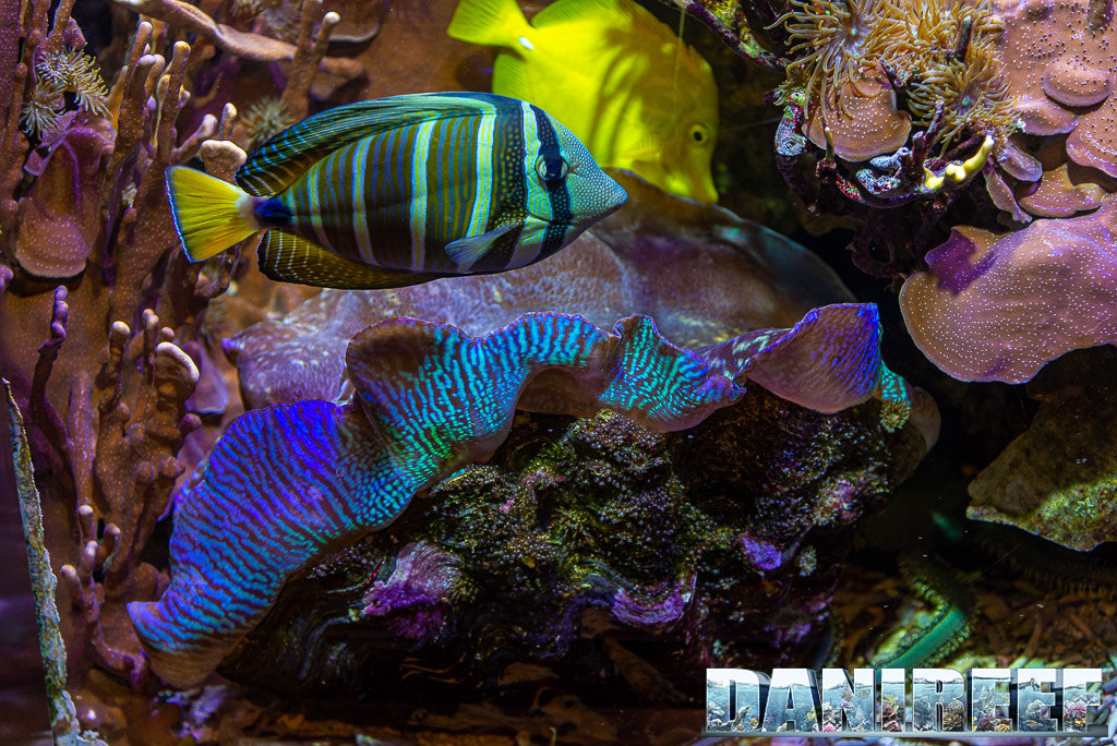 Tridacna derasa a confronto con un enrome Zebrasoma veliferum