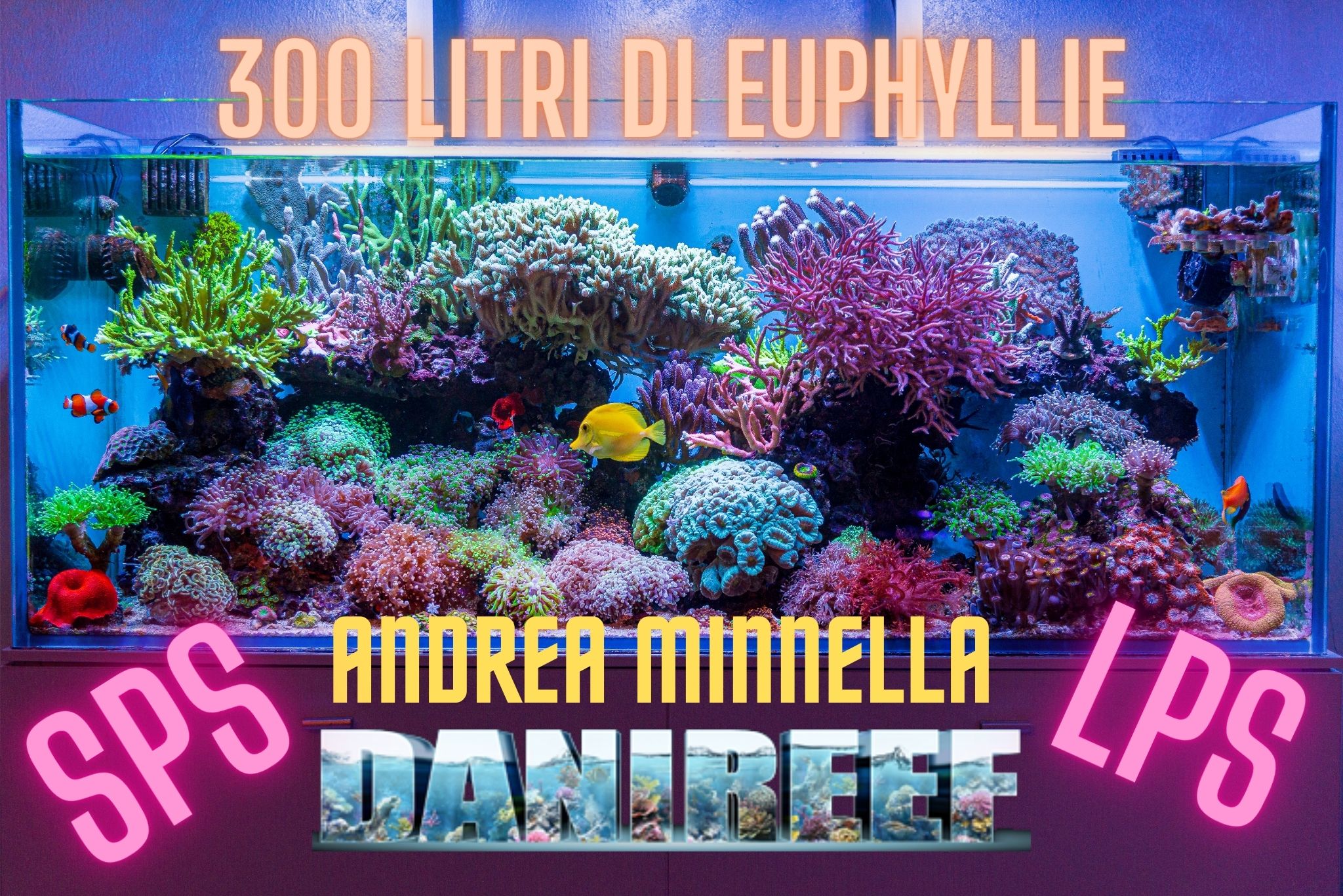 Euphyllie in mostra nel magnifico acquario di Andrea Minnella