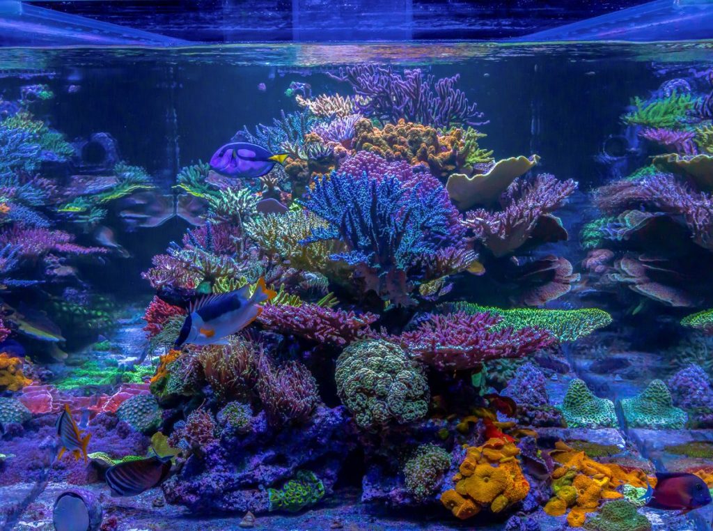 La vasca del mese di febbraio 2023 per il forum Reef2Reef è quella di MantisReef Image credit: www.reef2reef.com