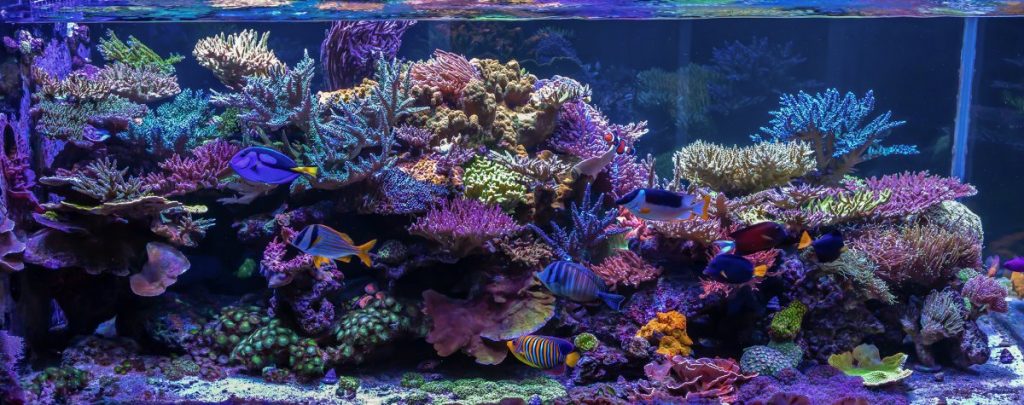 La vasca del mese di febbraio 2023 per il forum Reef2Reef è quella di MantisReef Image credit: www.reef2reef.com