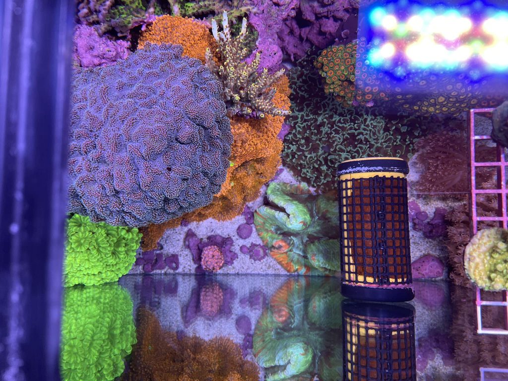 Alghe nori per pesci chirurgo in modo creativo: nori nibbler