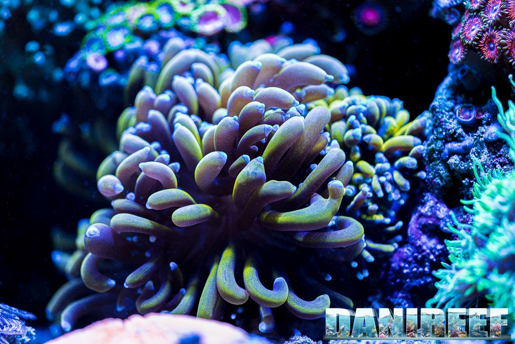 Euphyllia nell'acquario di Jm_reefer