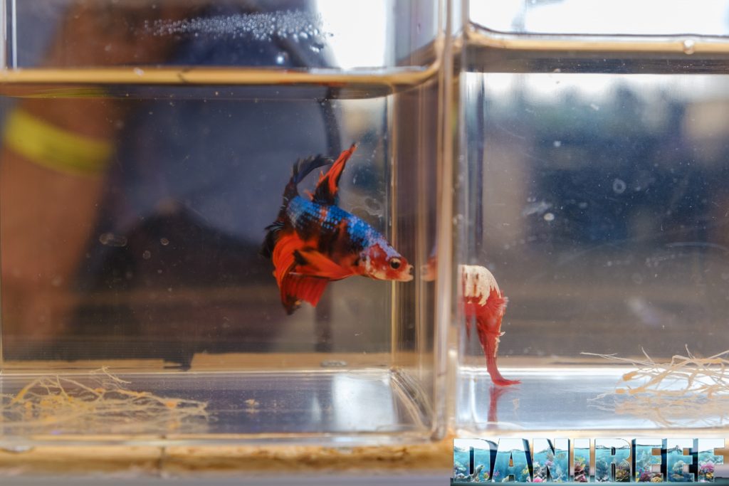Un bellissimo Betta Splendens. Sembra pitturato dalla bellezza dei colori