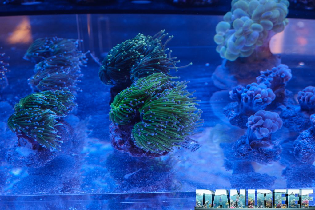 Un frammento del bellissimo taleario di Oceano di Mini Marco - Euphylia glabrescens