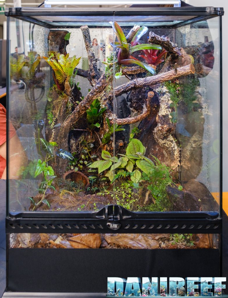 Terrario con all'interno Pilea mollis e Neoregelia punctatissima