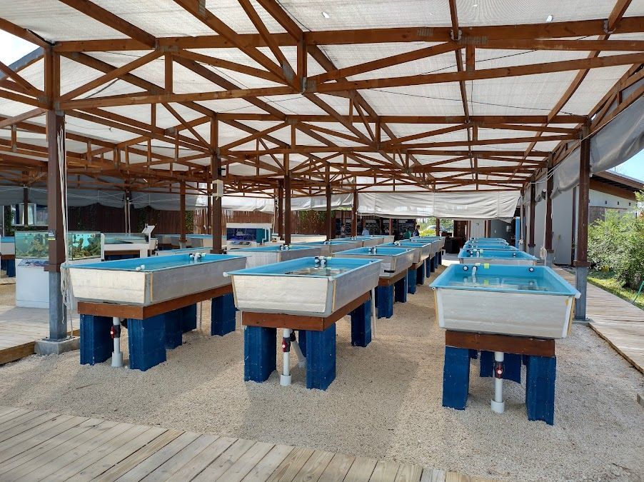 Coral Vita: Far rinascere i coralli per popolare il mare