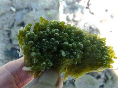 Valonia, vediamo come eliminarla senza fatica