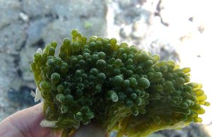 Valonia, vediamo come eliminarla senza fatica