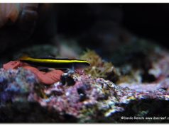 Il miglior pesce contro i parassiti è l’Elacatinus evelynae. Lo sapevate?