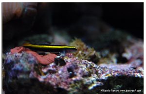 Il miglior pesce contro i parassiti è l’Elacatinus evelynae. Lo sapevate?