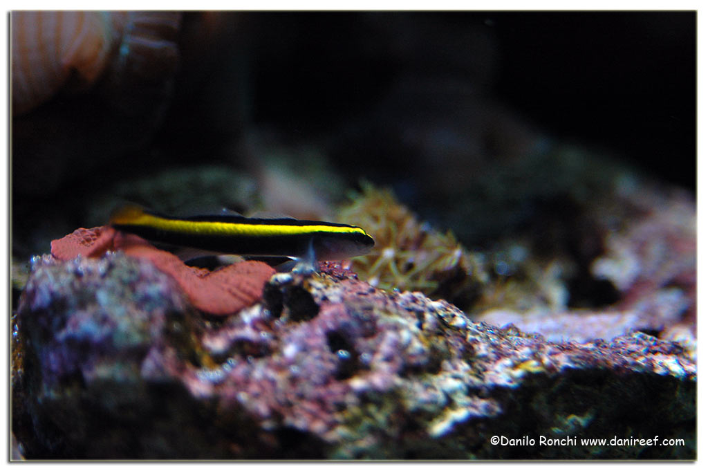 Il miglior pesce contro i parassiti è l'Elacatinus evelynae. Lo sapevate? 