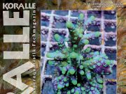 Koralle 141 parla delle farm di coralli europee (e Recifathome)