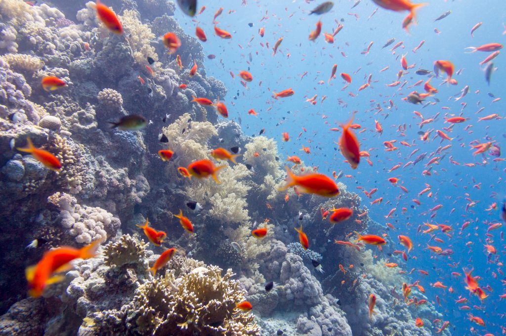 Oggi 8 giugno è la giornata mondiale degli Oceani: approfondiamo