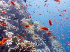 Oggi 8 giugno è la giornata mondiale degli Oceani: approfondiamo