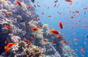 Oggi 8 giugno è la giornata mondiale degli Oceani: approfondiamo