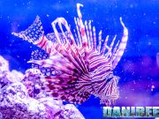 The Lionfish, Pterois miles, will become sedentary in the Mediterranean