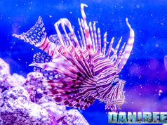 The Lionfish, Pterois miles, will become sedentary in the Mediterranean