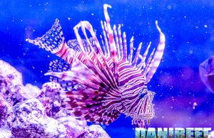 The Lionfish, Pterois miles, will become sedentary in the Mediterranean