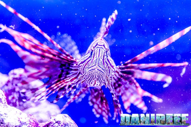 Pterois volitans – Lionfish: Beauty and Dangers in Aquariums and the Sea