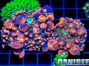 Estate 2023: i 7 articoli più letti su DaniReef che vi siete persi