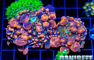 Estate 2023: i 7 articoli più letti su DaniReef che vi siete persi