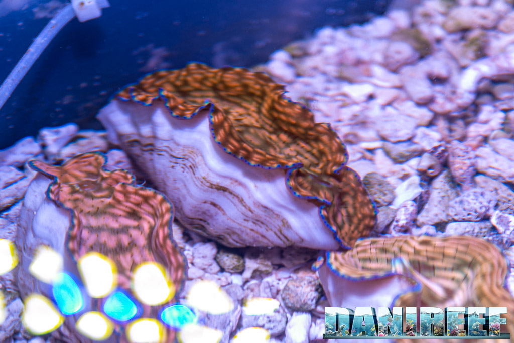 Tridacna