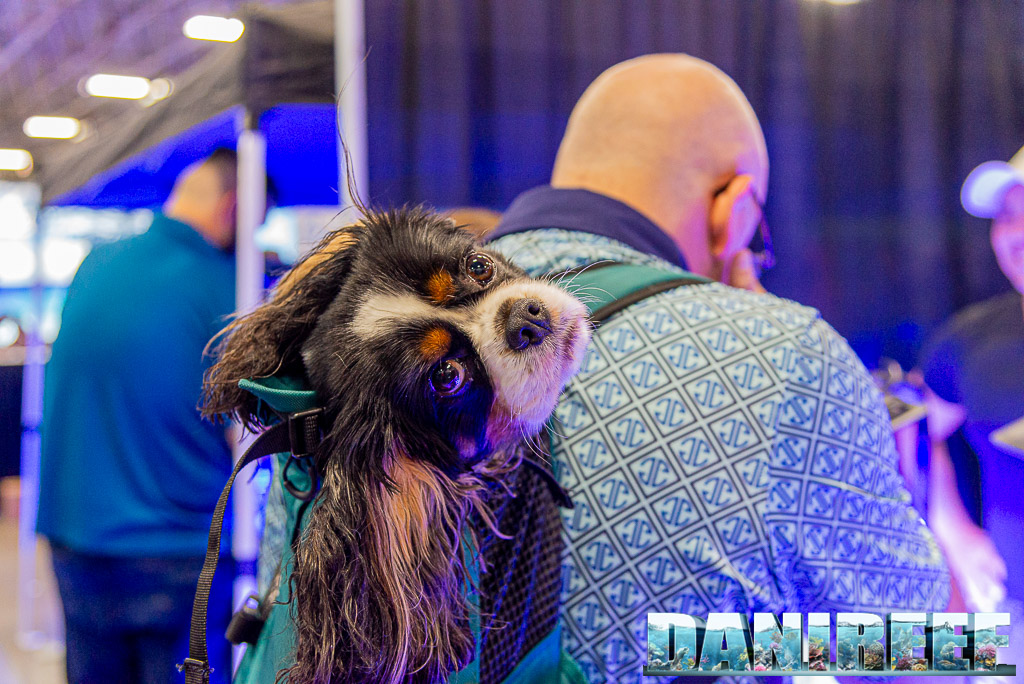 Cavalier King Charles Spaniel a spasso per ReefAPalooza 2023