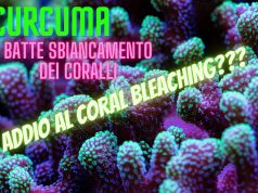 Nuova ricerca: la curcuma ferma lo sbiancamento dei coralli