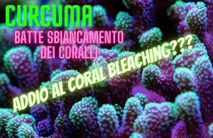 Nuova ricerca: la curcuma ferma lo sbiancamento dei coralli