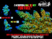 Eccezionale offerta da Recifathome: 2 Acropore Walt Disney in palio