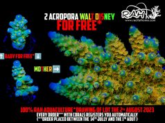 Eccezionale offerta da Recifathome: 2 Acropore Walt Disney in palio