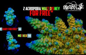 Eccezionale offerta da Recifathome: 2 Acropore Walt Disney in palio