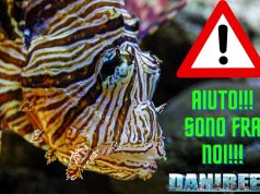 Il Pesce leone, Pterois miles, diventerà stanziale nel Mediterraneo