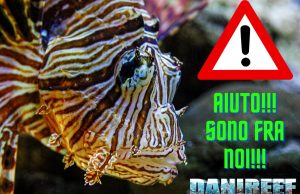 Il Pesce leone, Pterois miles, diventerà stanziale nel Mediterraneo