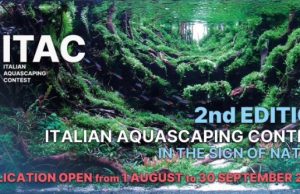 ITAC 2023: Al via la 2a edizione di italian Aquascaping Contest