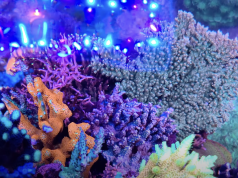 2250 litri di acquario marino di acropore incredibili!!!