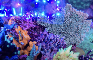 2250 litri di acquario marino di acropore incredibili!!!