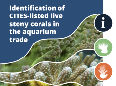 Un pratico manuale per identificare i coralli… gratuito da scaricare!!!