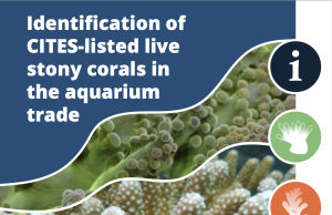 Un pratico manuale per identificare i coralli… gratuito da scaricare!!!