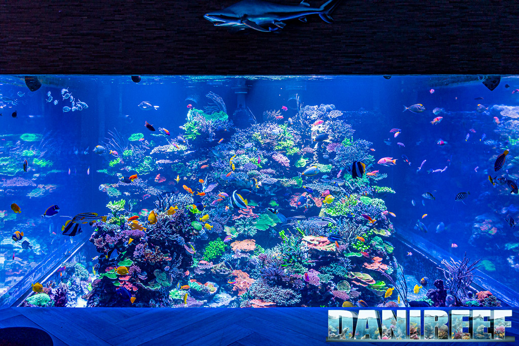 Scorcio della rocciata di Polo Reef, esempio di aquascaping in acquario marino