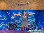 Danilo Ronchi – DaniReef