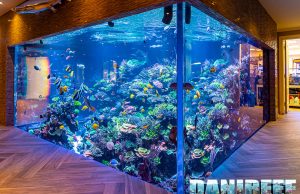 Polo Reef: we visited the world’s most beautiful marine aquarium