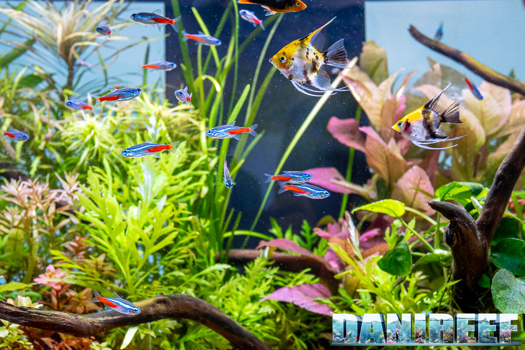 Acquario con branco di Paracheirodon innesi