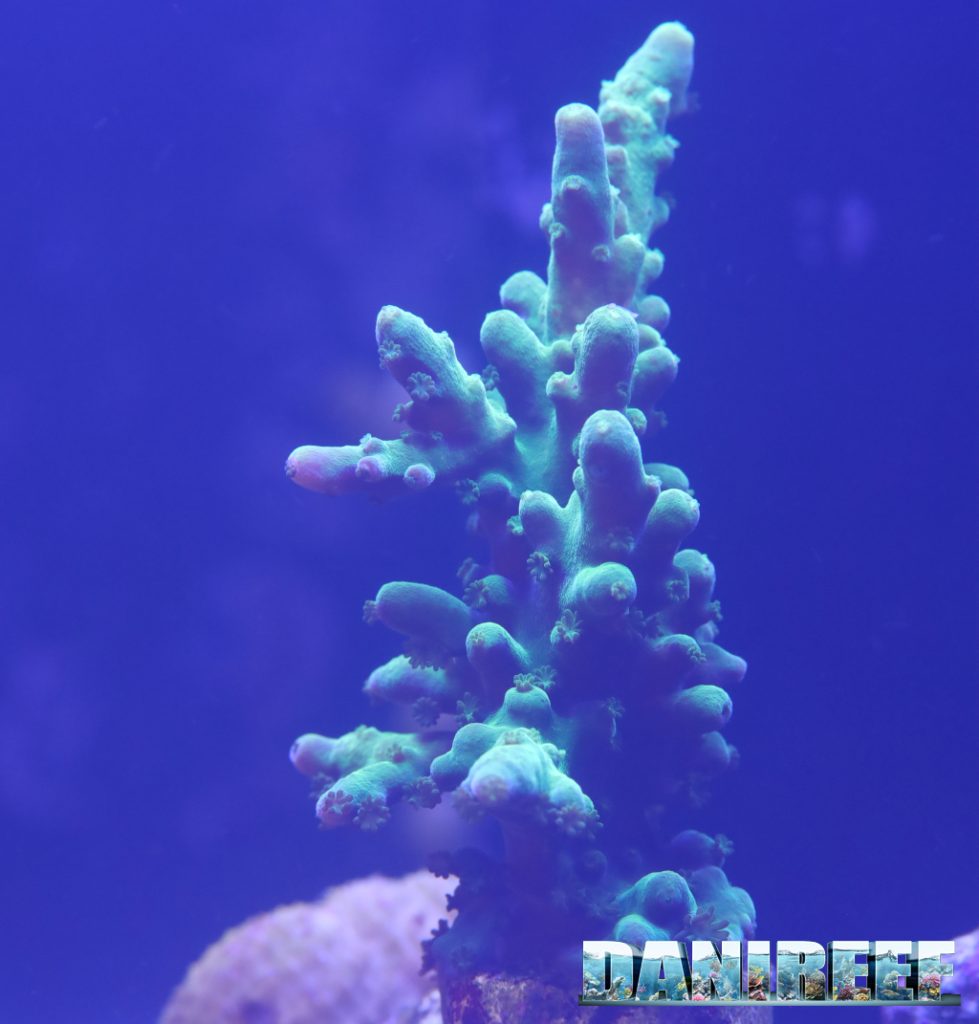 Acropora Joker con i polipi belli aperti