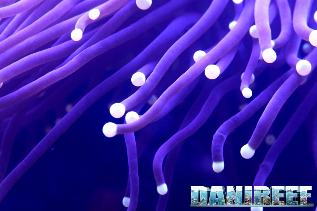 Euphyllia black torch