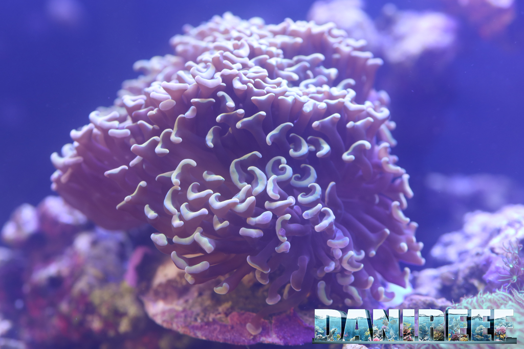 Euphyllia, nel mio acquario è cresciuta molto rispetto a quando l'ho comprata
