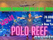 Polo Reef: abbiamo visitato l’acquario marino più bello del mondo