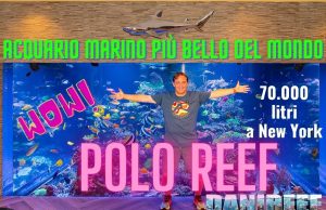 Polo Reef: abbiamo visitato l’acquario marino più bello del mondo