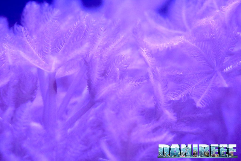 Xenia pumping - macro